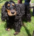 cocker spaniel ZaginioneKoty.pl
