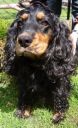 cocker spaniel ZaginioneKoty.pl