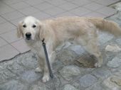 golden retriever ZaginioneKoty.pl