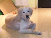 golden retriever ZaginioneKoty.pl