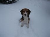 beagle ZaginioneKoty.pl