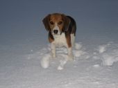 beagle ZaginioneKoty.pl