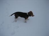beagle ZaginioneKoty.pl