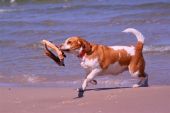 Beagle bicolor ZaginioneKoty.pl