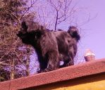 mieszaniec cocker spaniel ZaginioneKoty.pl