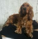 cocker spaniel ZaginioneKoty.pl