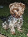 yorkshire terrier ZaginioneKoty.pl