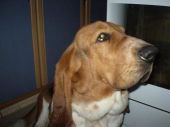 basset hound ZaginioneKoty.pl