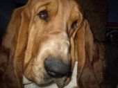 basset hound ZaginioneKoty.pl