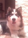 syberian husky ZaginioneKoty.pl