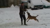 amstaff ZaginioneKoty.pl