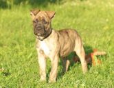 mieszaniec amstaffa z labradorem NAGRODA ZaginioneKoty.pl