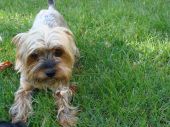 yorkshire terrier ZaginioneKoty.pl
