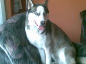 siberian husky ZaginioneKoty.pl