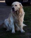 golden retriever ZaginioneKoty.pl