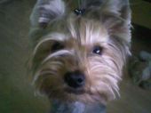 yorkshire terrier ZaginioneKoty.pl