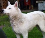 siberian husky ZaginioneKoty.pl