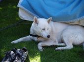 siberian husky ZaginioneKoty.pl