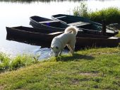 siberian husky ZaginioneKoty.pl