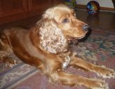 cocker spaniel angielski ZaginioneKoty.pl