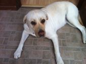 labrador ZaginioneKoty.pl