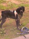 cocker spaniel ZaginioneKoty.pl
