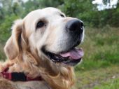 golden retriever ZaginioneKoty.pl