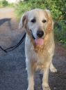 golden retriever ZaginioneKoty.pl