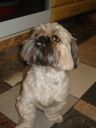 shih tzu ZaginioneKoty.pl