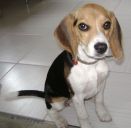Sofii
