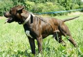 pitbull ZaginioneKoty.pl