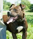 pitbull ZaginioneKoty.pl