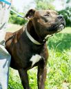 pitbull ZaginioneKoty.pl