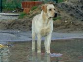 labrador ZaginioneKoty.pl