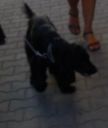 blek