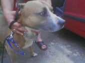amstaff ZaginioneKoty.pl