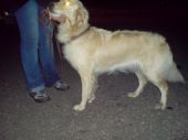 w typie golden retriver ZaginioneKoty.pl