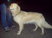 w typie golden retriver ZaginioneKoty.pl