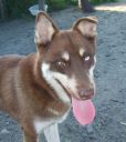 siberian husky ZaginioneKoty.pl