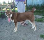 siberian husky ZaginioneKoty.pl