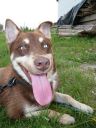 siberian husky ZaginioneKoty.pl