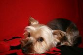 yorkshire terrier ZaginioneKoty.pl