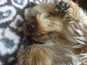 yorkshire terrier ZaginioneKoty.pl