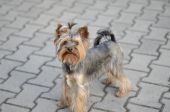 yorkshire terrier ZaginioneKoty.pl
