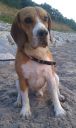 beagle ZaginioneKoty.pl