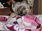 yorkshire terrier ZaginioneKoty.pl