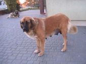 Schilla