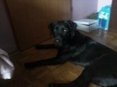 labrador ZaginioneKoty.pl