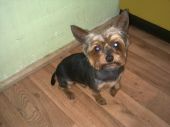 Roki