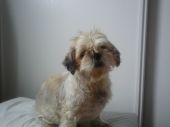shih tzu ZaginioneKoty.pl